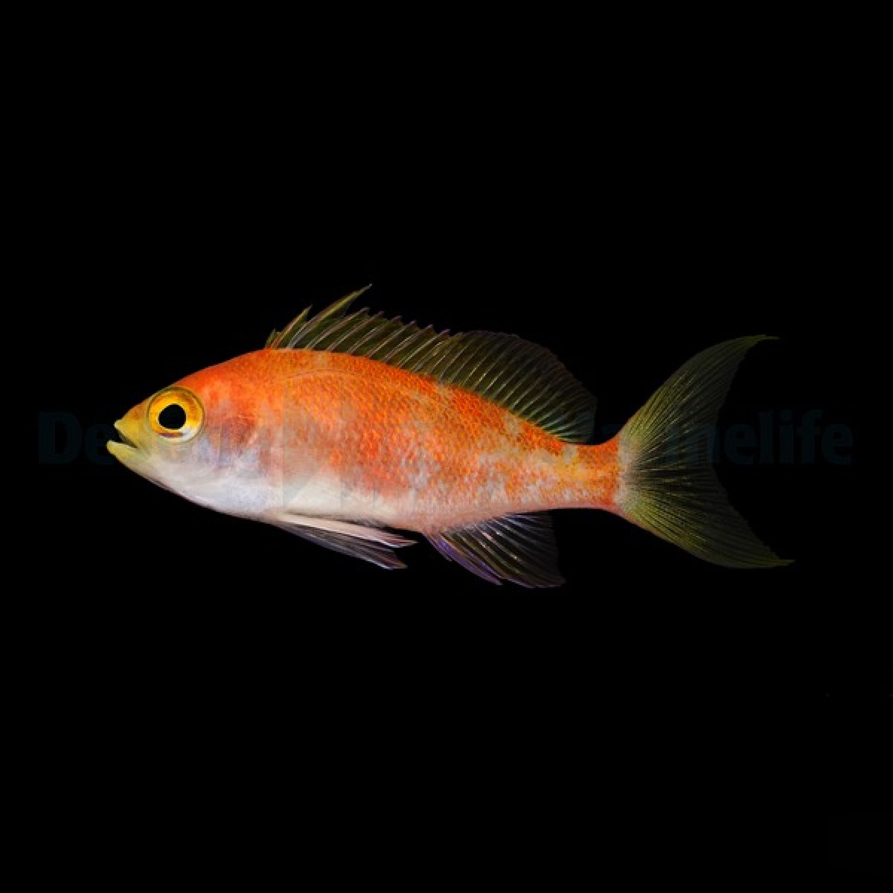Pseudanthias pulcherrimus (Weibchen) - Fahnenbarsch